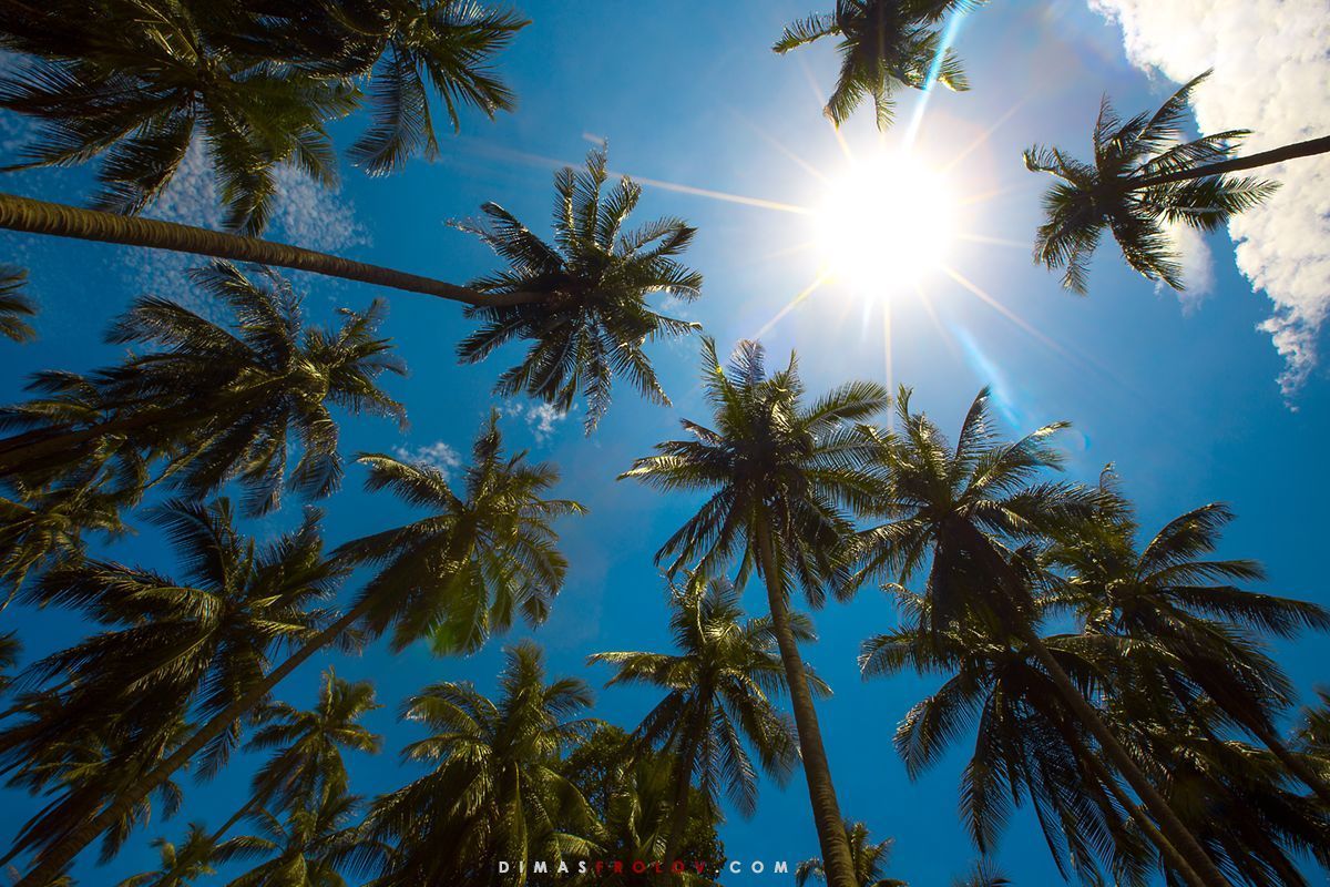 Low angle view of tall palm trees against a bright blue sky with the sun shining through the fronds