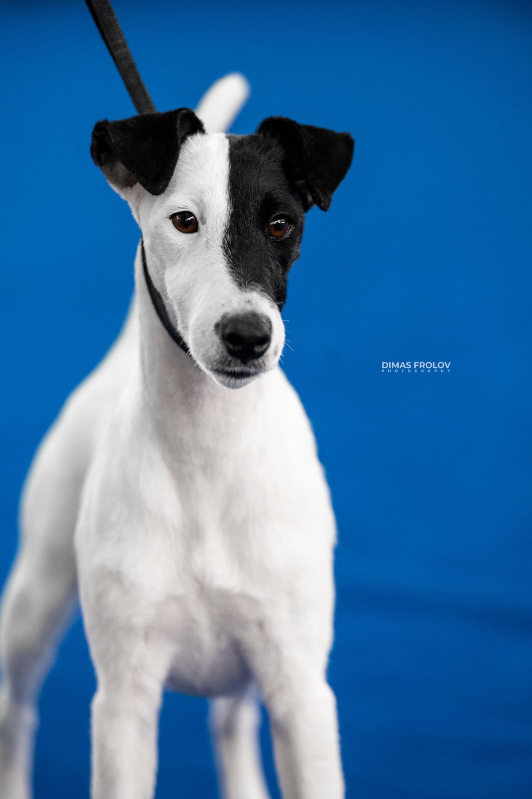 Dog photography portfolio. Photo aveiro607-13468-e6a15e9e83.