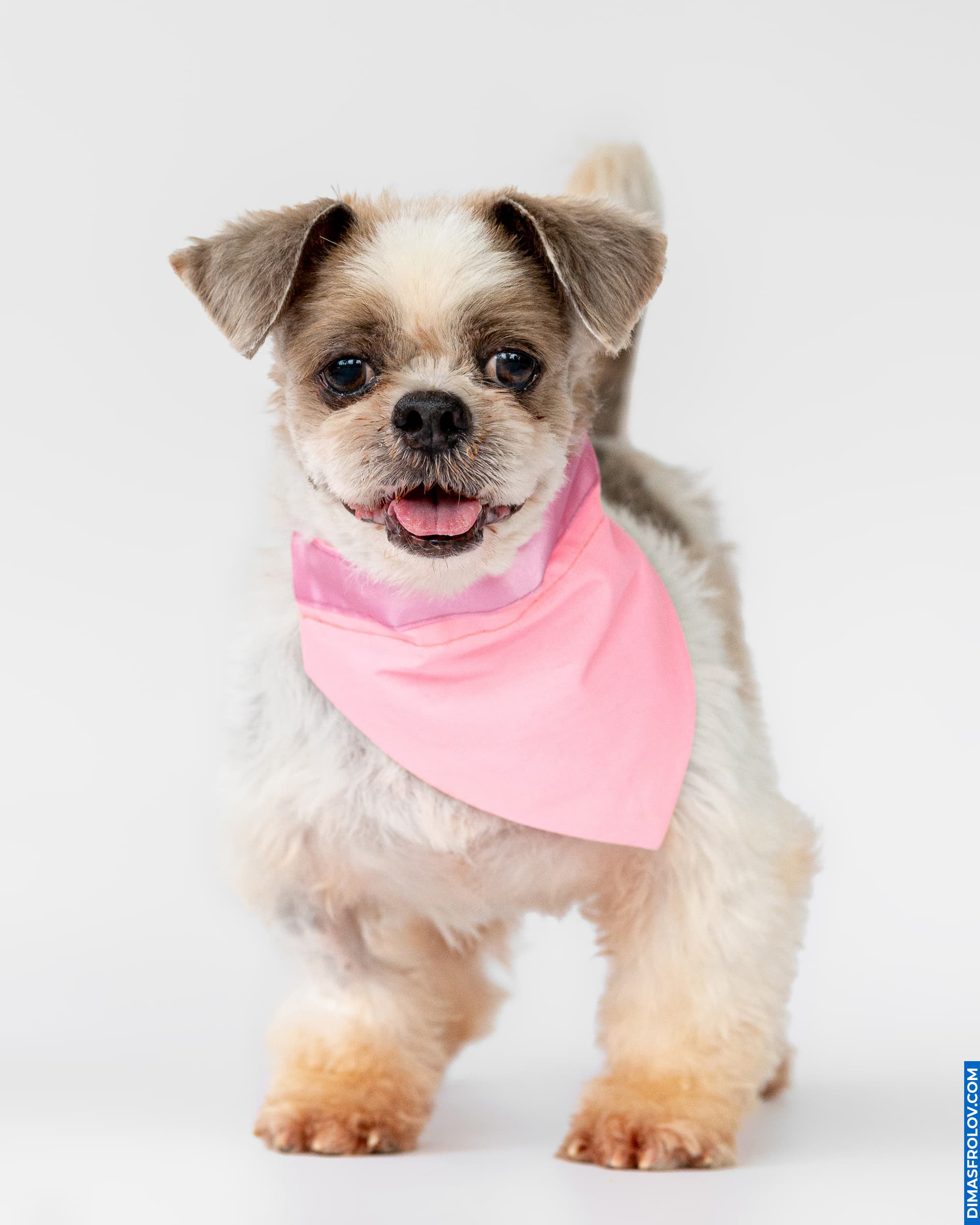 Cute small dog with pink bandana posing in studio for pet portrait