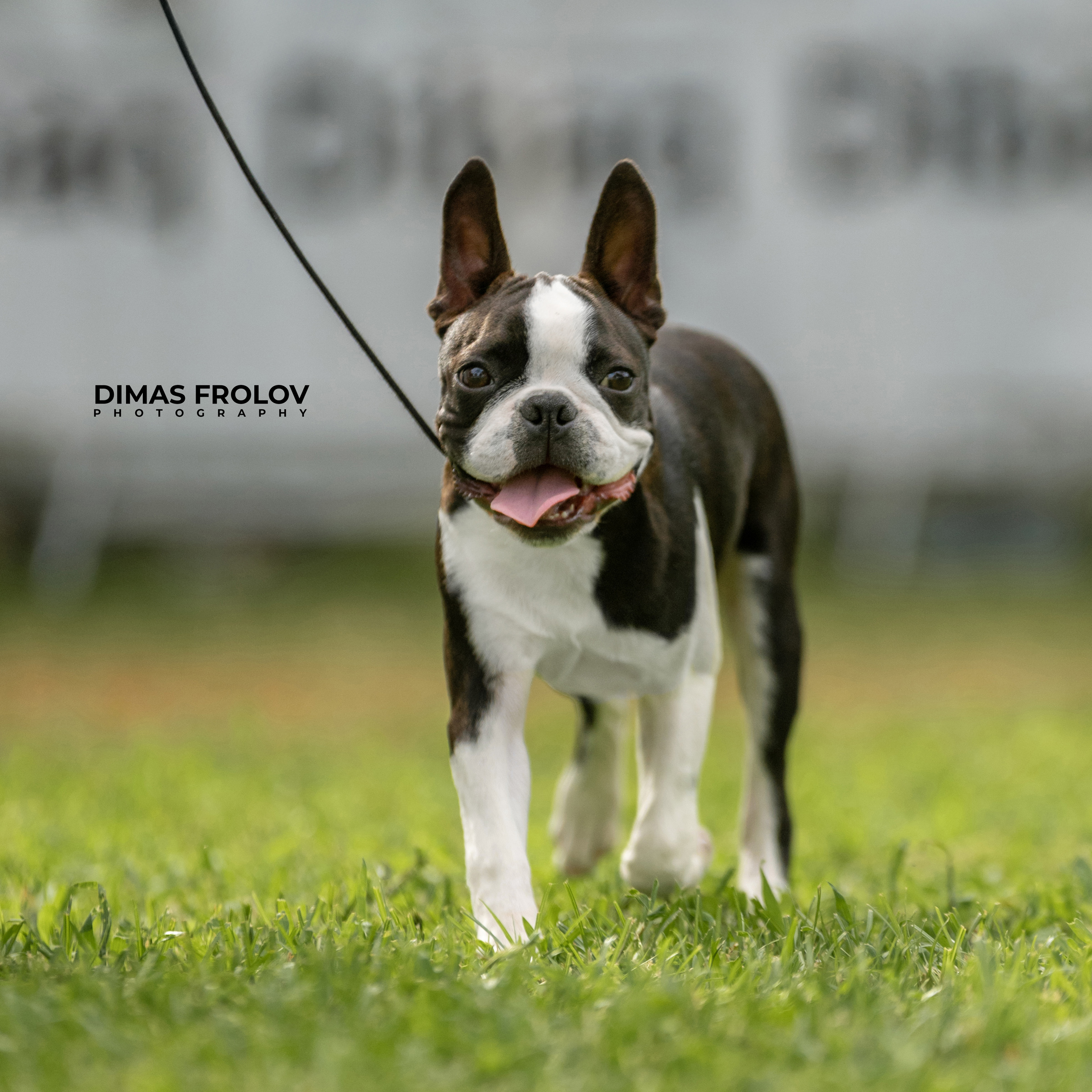 Dog photography portfolio. Photo Alentejo-006731-467afca909.