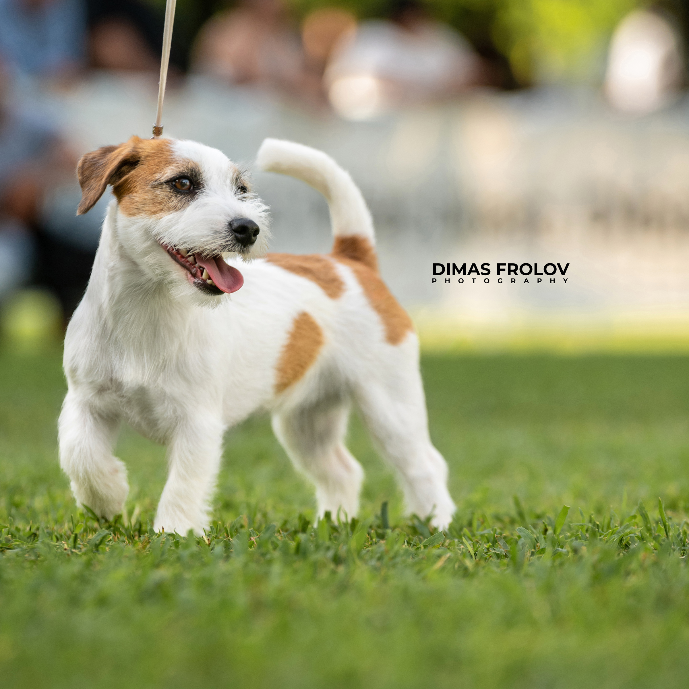 Dog photography portfolio. Photo Alentejo-010910-467afca909.